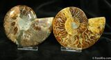 Inch Wide Split Ammonite Pair From Madagascar #882-1